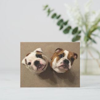 English bulldog puppies postcard