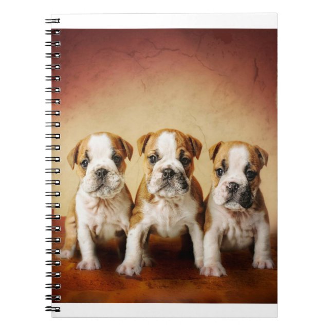 English Bulldog Puppies Really Cute Notebook (Front)