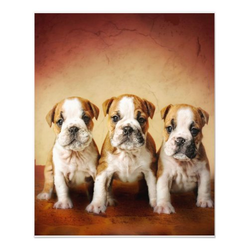 English Bulldog Puppies Really Cute Photo Print