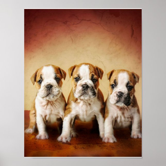 English Bulldog Puppies Really Cute Poster (Front)
