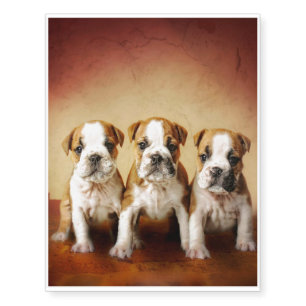 English Bulldog Puppies Really Cute Temporary Tattoos