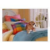 English Bulldog Puppy (Front Horizontal)