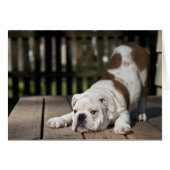 English Bulldog Puppy (Front Horizontal)