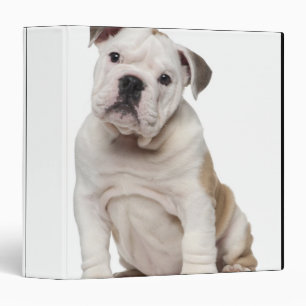 English bulldog puppy (2 months old) 3 ring binder