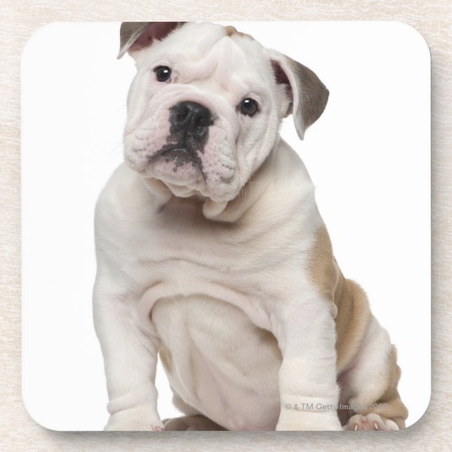 English bulldog puppy (2 months old) beverage coaster (Front)