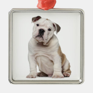 English bulldog puppy (2 months old) metal ornament