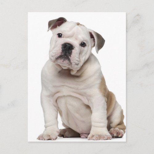 English bulldog puppy 2 months old postcard
