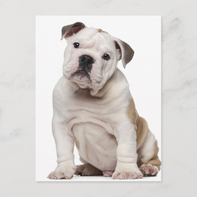 English bulldog puppy (2 months old) postcard (Front)