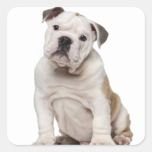 English bulldog puppy (2 months old) square sticker