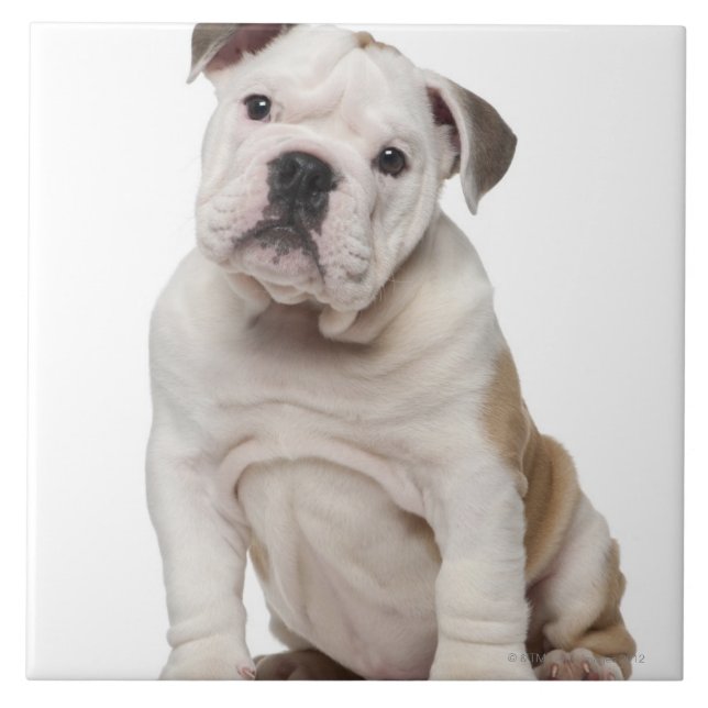 English bulldog puppy (2 months old) tile (Front)