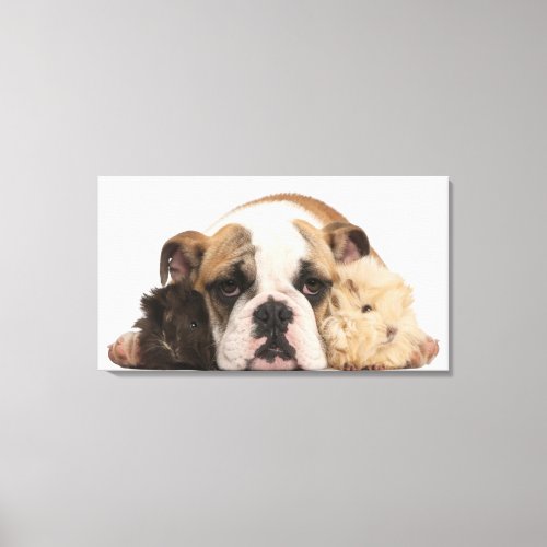 English bulldog puppy 4 months old and two guine canvas print