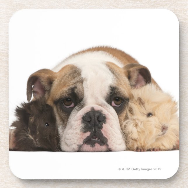English bulldog puppy (4 months old) and two guine drink coaster (Front)
