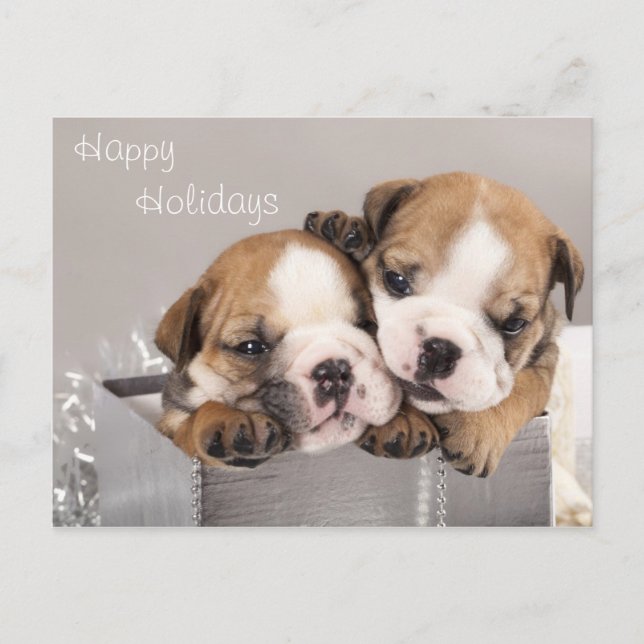 English Bulldog puppy and gifts Holiday Postcard (Front)