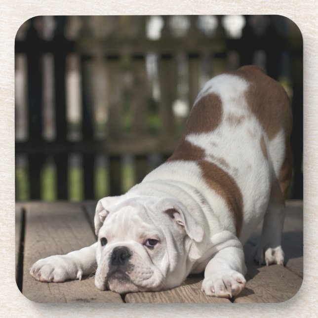 English Bulldog Puppy Beverage Coaster (Front)