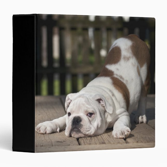 English Bulldog Puppy Binder (Front/Spine)