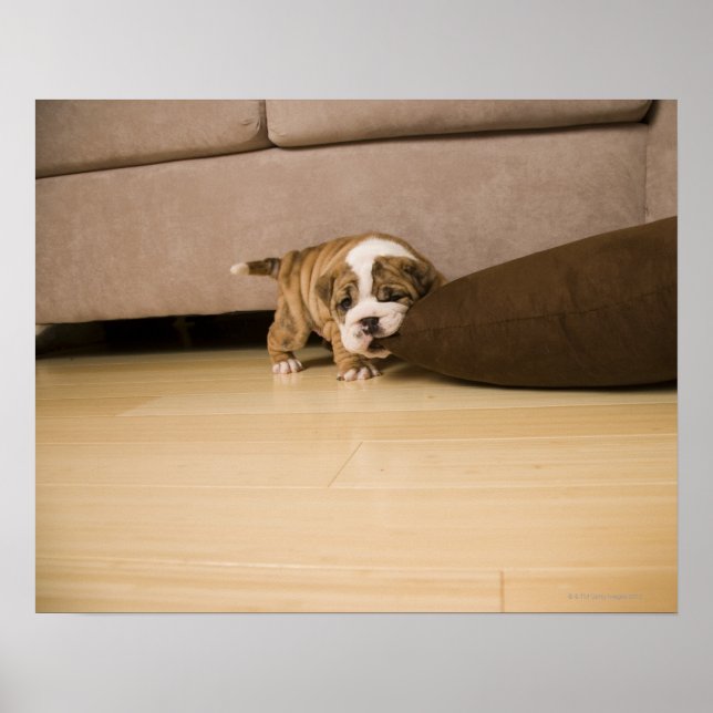 English Bulldog puppy biting pillow Poster (Front)