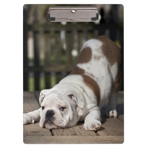 English Bulldog Puppy Clipboard