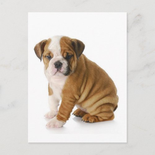 English Bulldog Puppy Dog Blank Greeting  Postcard