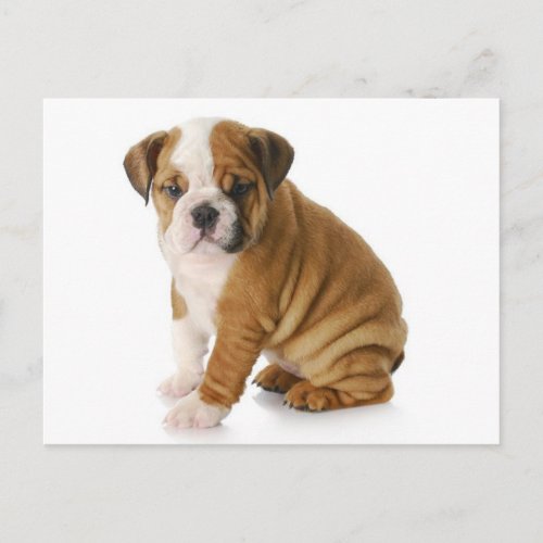 English Bulldog Puppy Dog Blank Greeting  Postcard