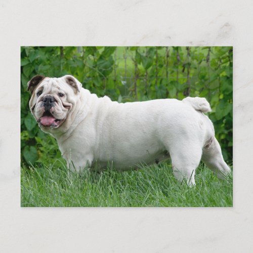 English Bulldog Puppy Dog Blank Postcard