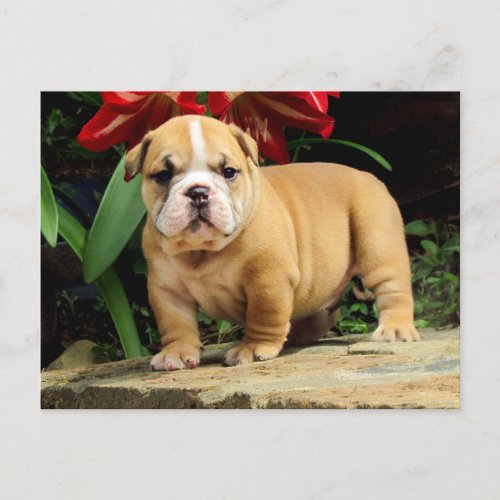 English Bulldog Puppy Dog Blank Postcard