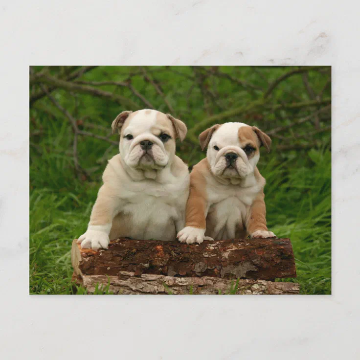 English Bulldog Puppy Dog Blank Postcard | Zazzle