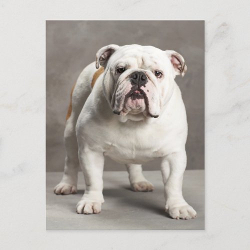 English Bulldog Puppy Dog Blank Postcard