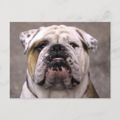 English Bulldog Puppy Dog Blank Postcard