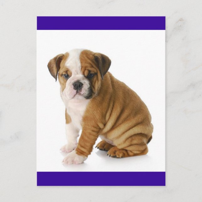 English Bulldog Puppy Dog Blue Blank Postcard (Front)