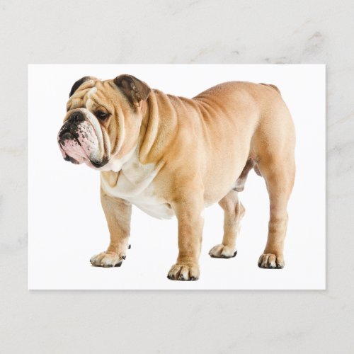 English Bulldog Puppy Dog _ Hello Love Blank Postcard