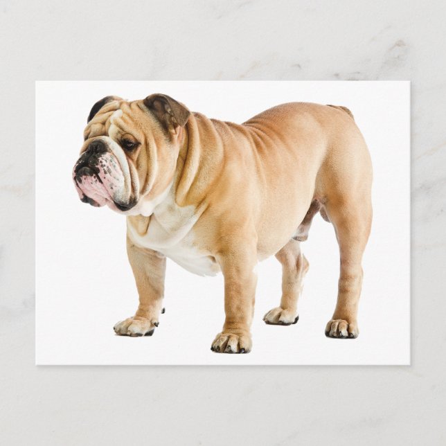 English Bulldog Puppy Dog - Hello, Love, Blank Postcard (Front)