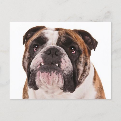 English Bulldog Puppy Dog _ Hello Miss You Blank Postcard