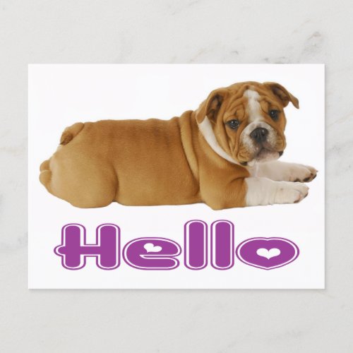 English Bulldog Puppy Dog _ Hello Purple Heart Postcard
