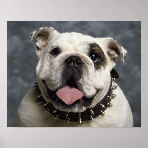 English Bulldog Puppy Dog  Portrait Poster