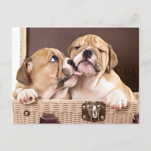 English Bulldog Puppy Dog Postcard