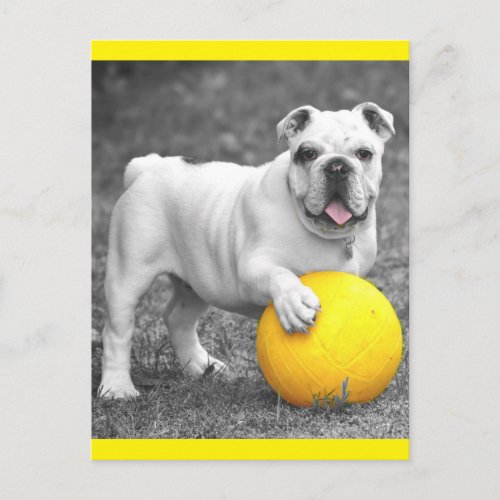 English Bulldog Puppy Dog  Postcard