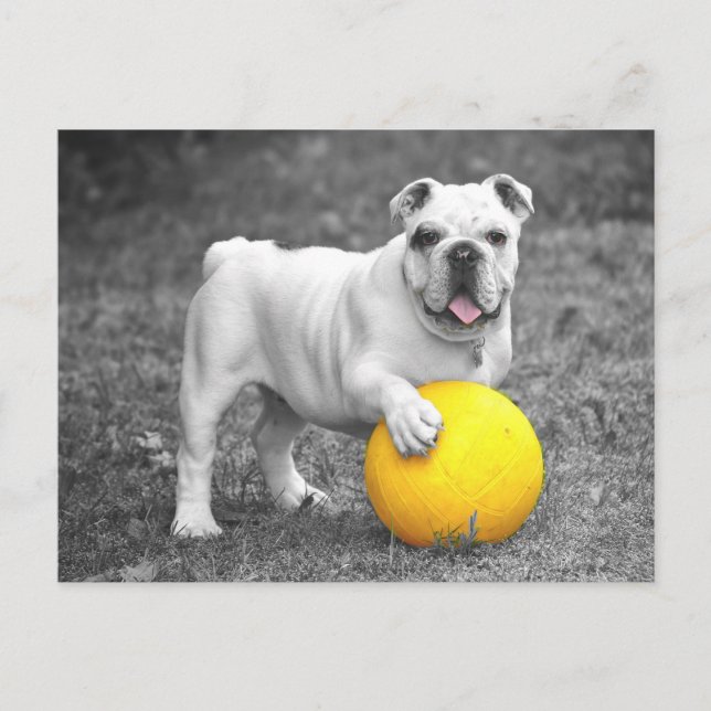 English Bulldog Puppy Dog  Postcard (Front)
