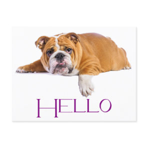 English Bulldog Puppy Dog - Purple Hello Postcard