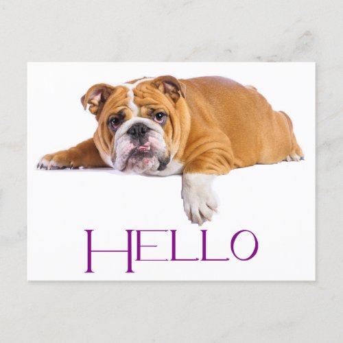 English Bulldog Puppy Dog _ Purple Hello Postcard