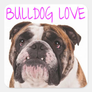 English Bulldog Puppy Dog Purple Love Square Sticker