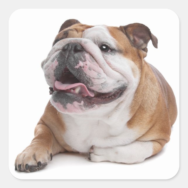 English Bulldog Puppy Dog Sticker (Front)