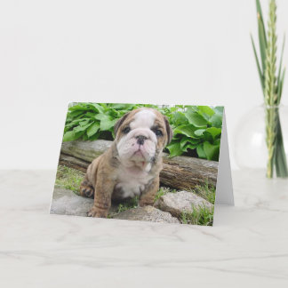 English Bulldog Puppy Greeting Card