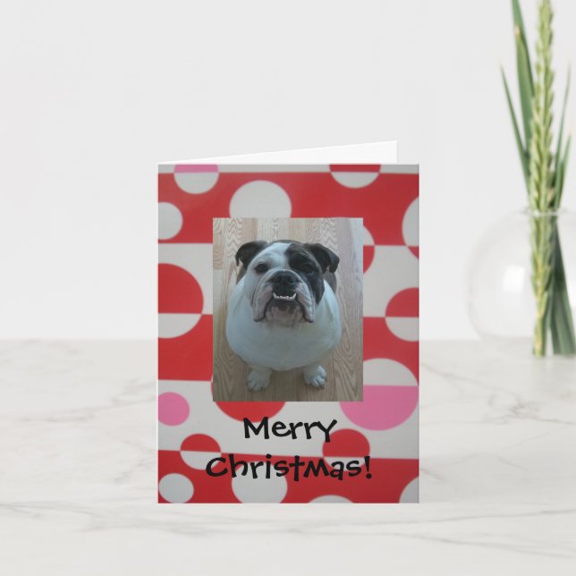 English bulldog puppy Merry Christmas cards (Front)