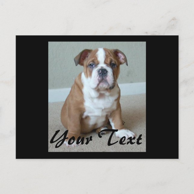 English Bulldog Puppy Postcard (Front)