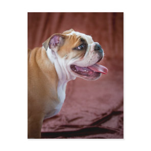 English Bulldog Puppy Postcard