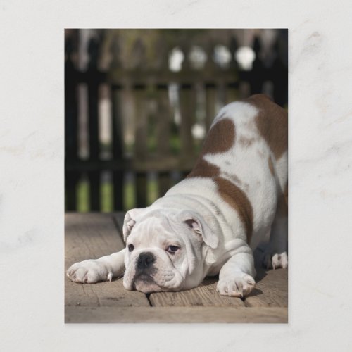 English Bulldog Puppy Postcard