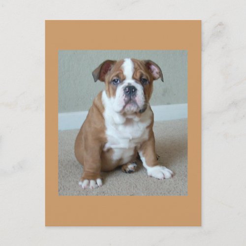 English Bulldog Puppy Postcard Post Card