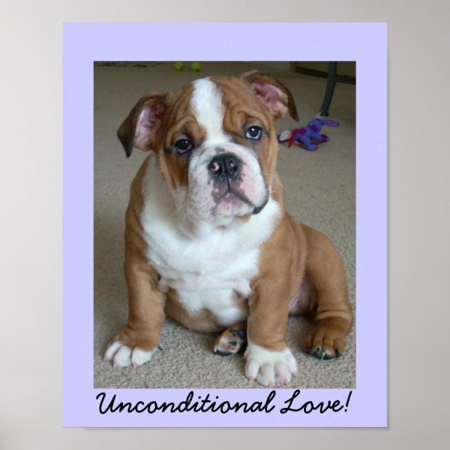 English Bulldog Puppy POSTER (Front)