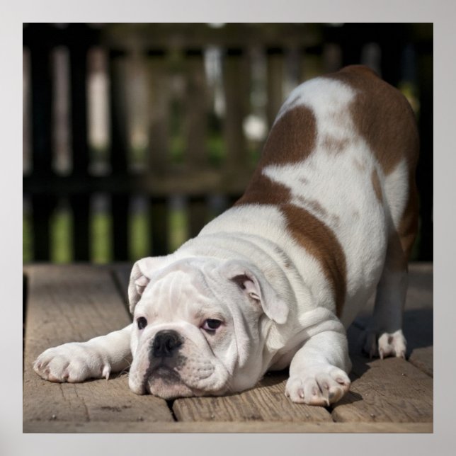 English Bulldog Puppy Poster (Front)