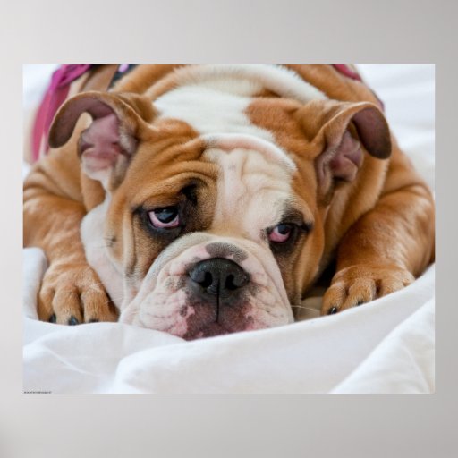 English Bulldog Posters & Prints - 200+ Art Designs | Zazzle